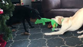 Yellow Lab Puppy and Black Lab Play Tug with a Toy!