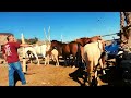 BUYING HORSES ON THE NAVAJO RESERVATION - what we do!