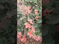 #flowers #motivation #naturebuity