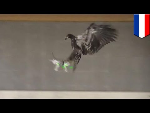 Eagles vs drones: Dutch police train birds of prey to combat airborne terrorist devices - TomoNews