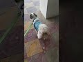 🌞😇morningwalkwithcoco|taubataubasong#morningtime#doggielife#cute#love#like#share#subscribemychannel