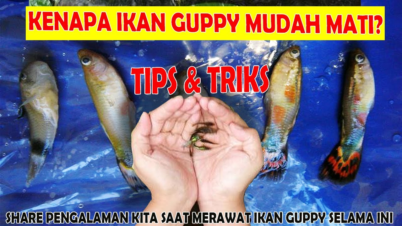 Cara Mengatasi Guppy Cepat Mati, Cara Agar Ikan Guppy Tidak Mati, Cara Merawat Ikan Guppy Yang Benar