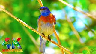 4K Birds Video Ultra Hd | Wild Birds Special Collection #Animals  #4Kbirds