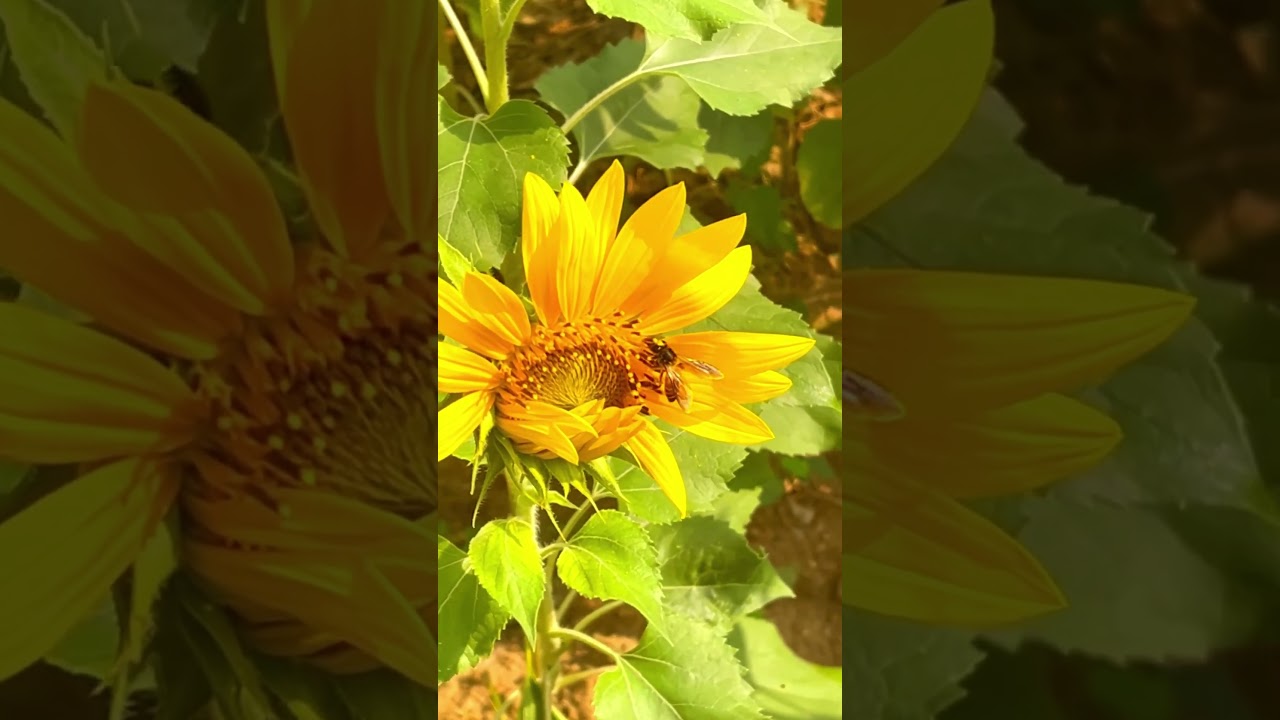 Sunflower 