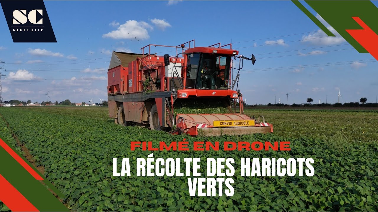 🌱Récolte des haricots verts de nuit