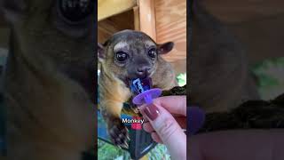 Ring Pops on My Wedding Day for the Kinkajous!