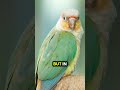 Do THIS to keep your Conure healthy 🤯🦜❤️ #birds #parrot #parrotlover #conure #greencheekedconure