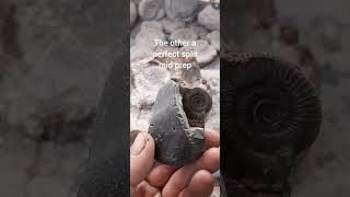 2 sides of a dac #fossilfinds #whitby #fossilhunter #fossilprep #ammonite #fossilflip