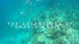 Gnarly Marlin Snorkeling Looe Key   Part 2
