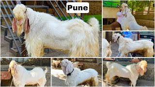 Hansa, Malwa & Sojat Goats at Pansare Goat Farm Pune