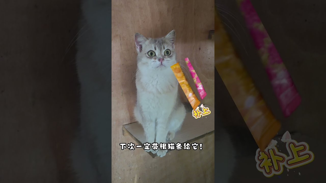 This is a cat that likes swinging - YouTube