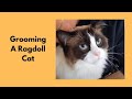 Grooming A Ragdoll Cat @Love Cats Groomer