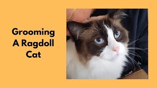 Grooming A Ragdoll Cat @LoveCatsGroomer