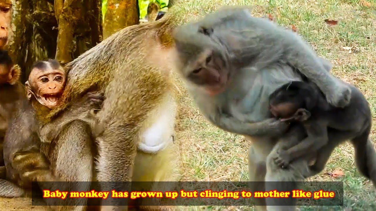 Baby monkey has grown up but clinging to mother like glue makes mother monkey very angry