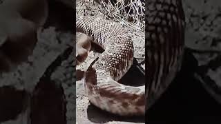 # víbora # cascabel # serpiente # viral para ti