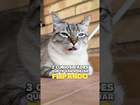 😮 3 curiosidades que te van a dejar FLIPANDO 😲 #gatos #gatosgrasiosos #gatosdivertidos