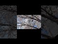 Spring breeze,,, -Jinny’s nomadic diary