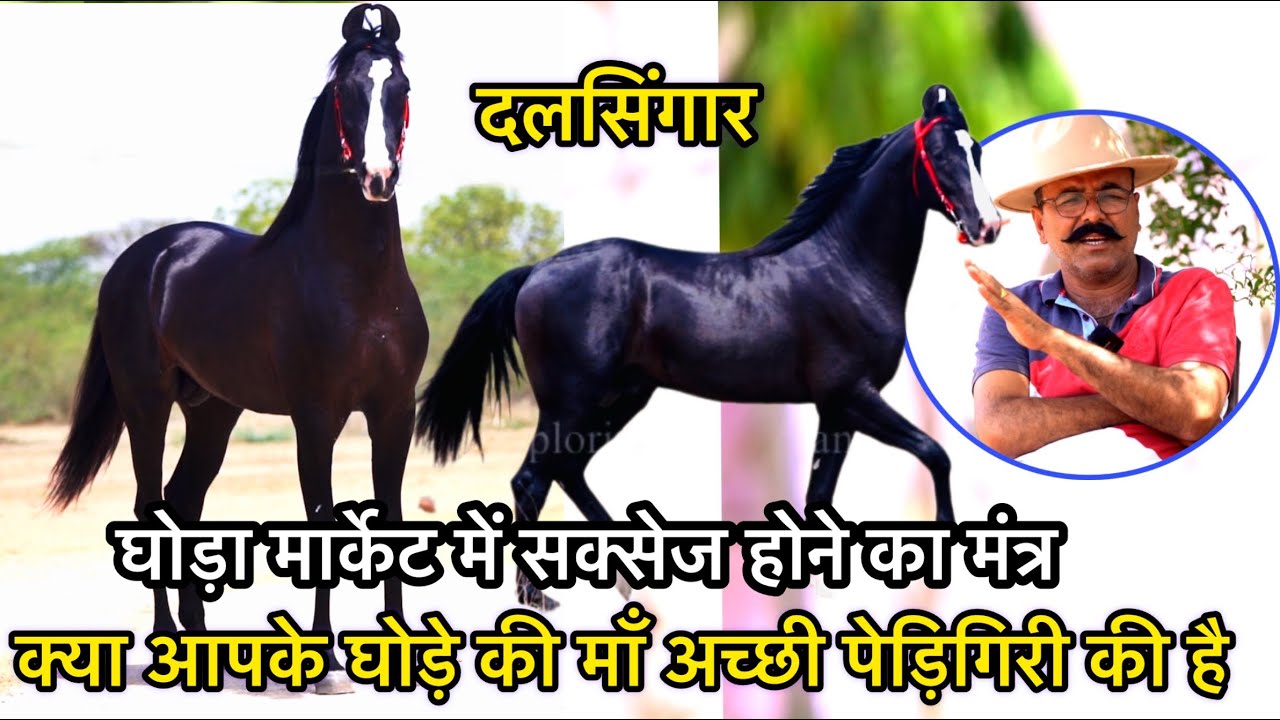 मारवाड़ी घोड़ों को लेकर #नागौर के फ़ेमस ब्रीडर #फूलसिंह जी का एक्सपीरिएंस