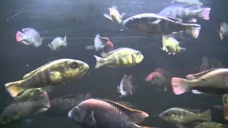 Swimming fish video for cats, 3 HOURS OF FUN