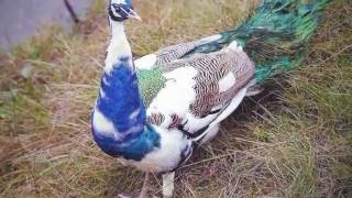 peacock flying indian