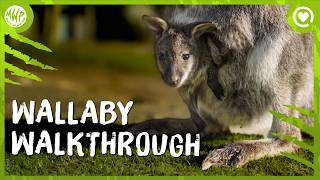 Our wallabies wear suncream! | ‘Wallaby Walkthrough’ | Animal Secrets