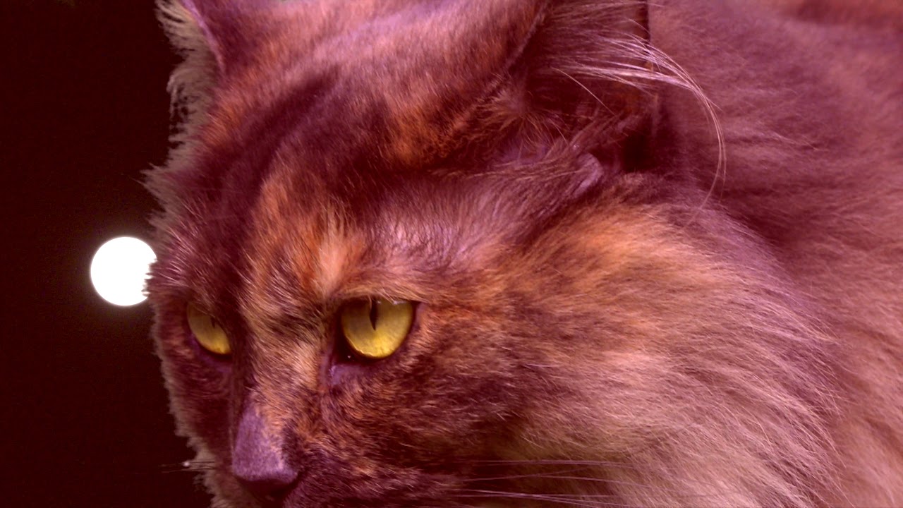 COVID-19 SuperMoon Melbourne