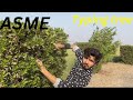 ASMR TREE TYPING SOUND 🌲
