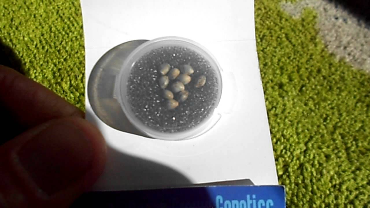 OCEAN GROWN GENETICS ~ A SAN DIEGO BASED MARIJUANA SEED BANK