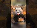 Panda Got pranked 🐼#shorts
