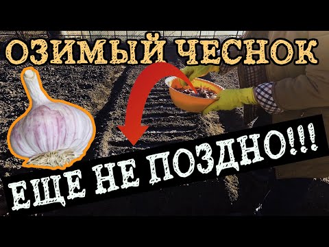 Озимый чеснок посадка весной.  ЕЩЕ НЕ ПОЗДНО!