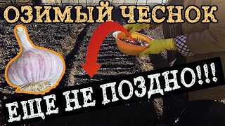 Озимый чеснок посадка весной.  ЕЩЕ НЕ ПОЗДНО!