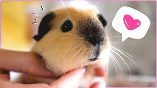 Top 10 Reasons Why You Should Get Guinea Pigs in 2025!