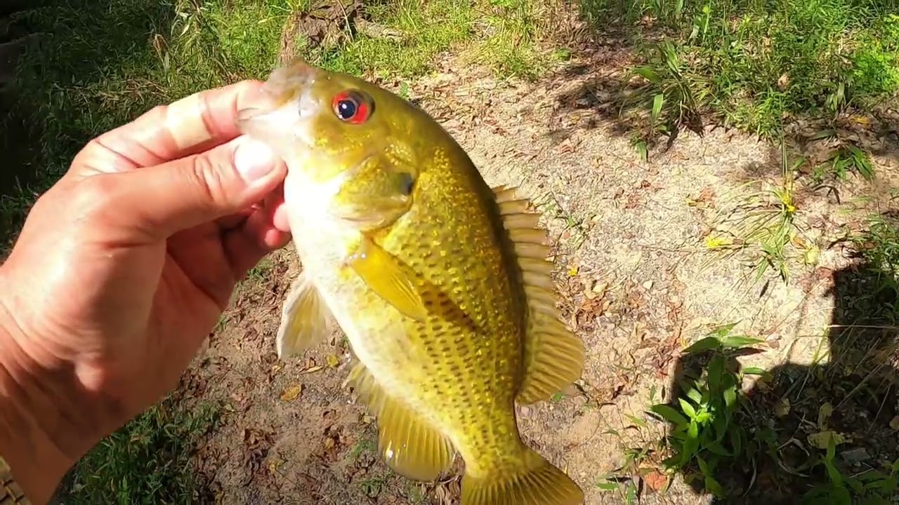 😳BIG-BIG SURPRISE!! 😮 Epic Monster Battle!! #fishing #creekfishing #bassfishing #sunfish #panfishing