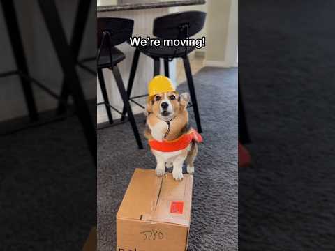 Video: Deze Globetrotting Corgi heeft meer landen bezocht dan de meesten van ons ooit hadden kunnen hopen