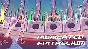 Pigmented Epithelium [ Sub - ENG ] - Retina part 2