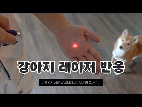 강아지 <strong>레이저</strong> 포인터 반응 (<strong>미세먼지</strong> 심한 날 실내에서 놀아주기) | 시바견니케