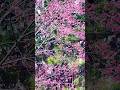 The Taiwan Cherry Tree is Covered in Hot Pink Blossoms #taiwancherry #cherrytree #floweringtrees