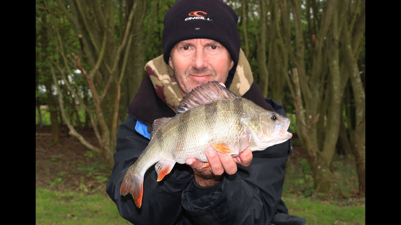 Sussex Perch Fishing, April 2019 YouTube