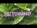 Helen Berhe сИДсИИсКХ сЙасИнсИД сКисКасЛ сКЫсЛН Keadughaw сИйсЙЕ сИЖсКЬ сИ сИИсИБ Ruk Hoghe Salehu With Lyrics сКисМНсМесИЭ сМЛсИн Helen Berhe сИДсИИсКХ сЙасИнсИД сКисКасЛ сКЫсЛН Keadughaw сИйсЙЕ сИЖсКЬ сИ сИИсИБ Ruk Hoghe Salehu With Lyrics сКисМНсМесИЭ сМЛсИн