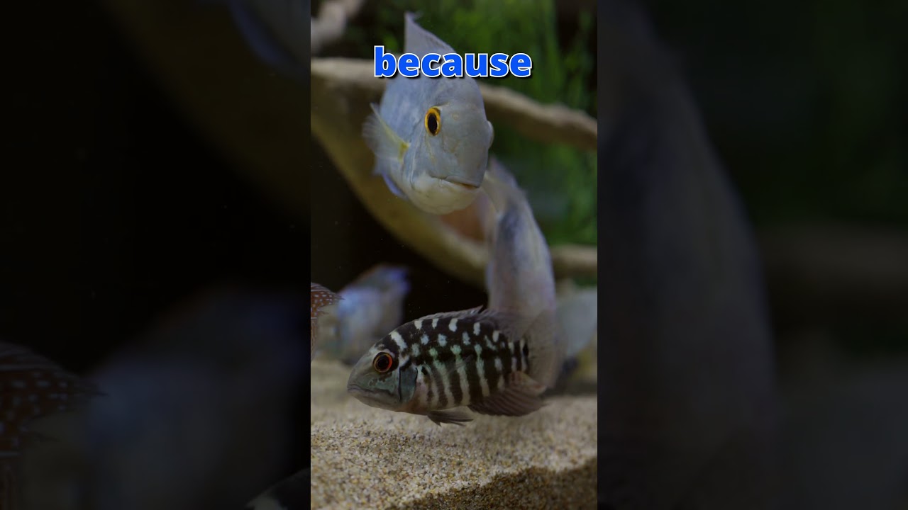 You Won't Believe These Are The SAME Fish | True Parrot Cichlid