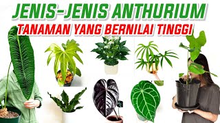 JENIS-JENIS ANTHURIUM YANG BERNILAI TINGGI