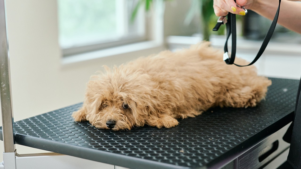 超大変身！すぐペタンとしちゃうトイプードルの初トリミング