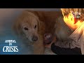 Dog With A Tumor Holds The Hand Of Her Owner Crying Over Her Pain (Part 1) | Animal in Crisis EP97