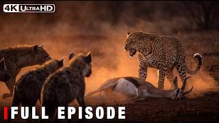 African Leopard:The Most Elusive Ghost of the African Thicket | Wildlife Documentary screenshot 4