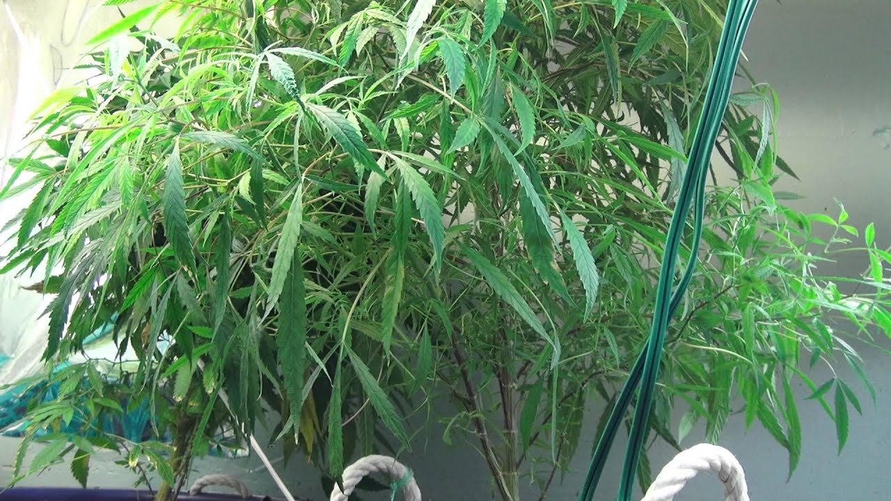 45min on water/matter cloning DJ FARROUT & UGS PRODUCTIONS pt1