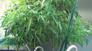 45min on water/matter cloning DJ FARROUT & UGS PRODUCTIONS pt1
