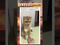 見事な鈴キャッチを見せる猫が可愛すぎるwwwww #面白い #おもしろ #tiktok #Twitter #2ch #5ch