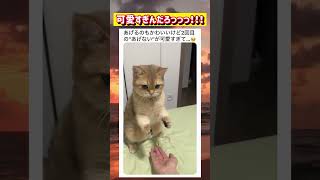 見事な鈴キャッチを見せる猫が可愛すぎるwwww #面白い #おもしろ #tiktok #Twitter #2ch #5ch