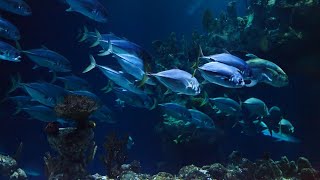 🔥amazing underwater world | video musik relaksasi bawah laut | pemandangan bawah laut    #relaksasi