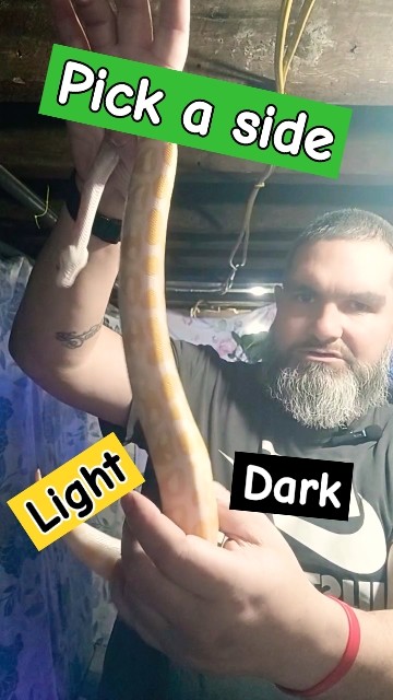 The Battle of the Ball Python Morphs: Light vs Dark #ballpython # ...